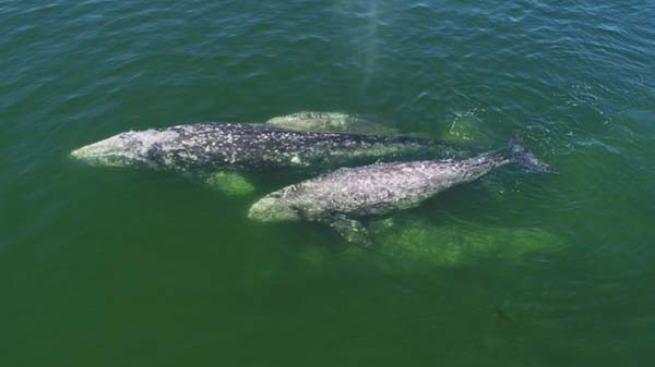 Серые киты в заливе Пильтун