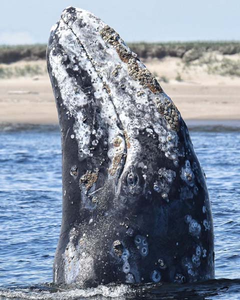 Серый кит. Залив Пильтун.