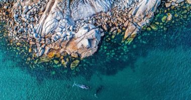 Серые киты у Шантарских островов