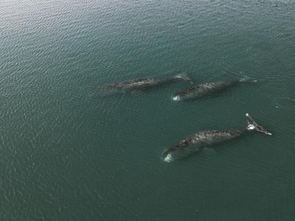 Гренландские серые киты Шантарские острова