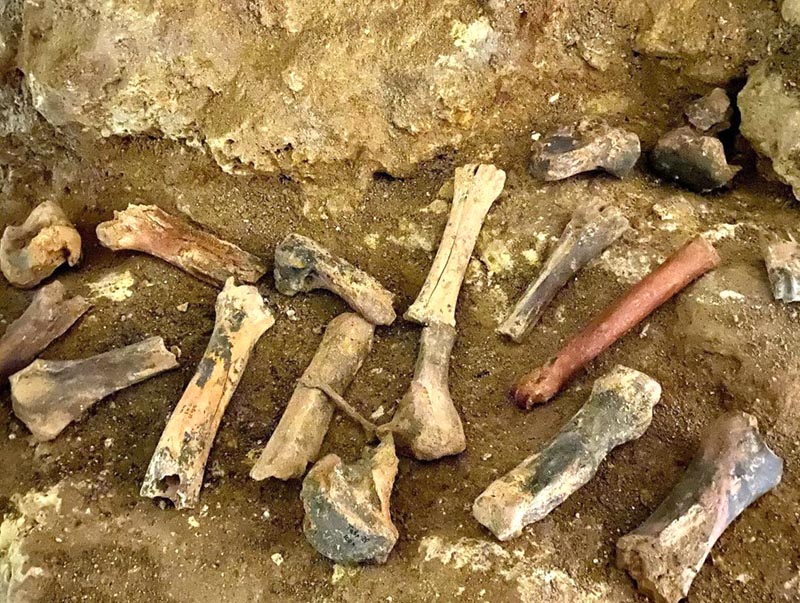 Кости найденные в пещере Таврида