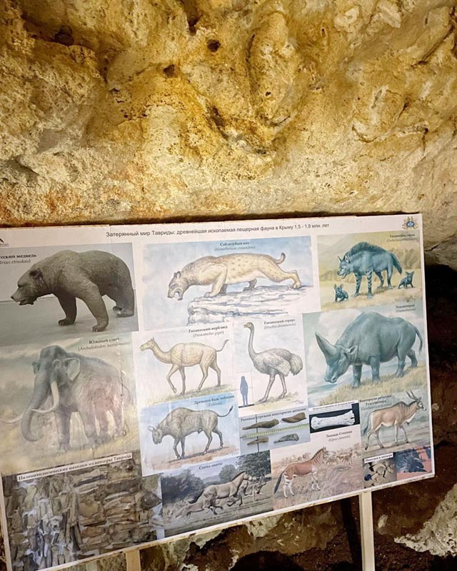 Найденные останки животных в пещере Таврида