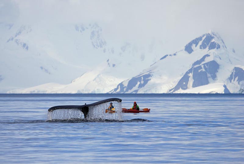 Наблюдение за китами в Антарктиде