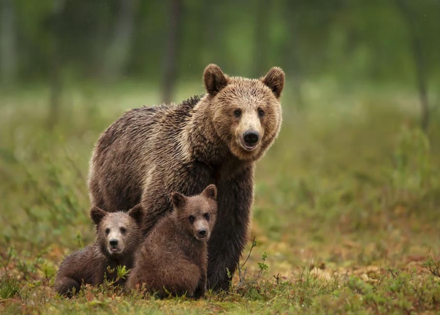 Крупный план бурого медведя и его детенышей в лесу