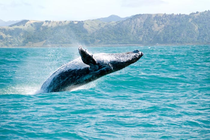 Рядом с Каикоурой есть приличный шанс увидеть китов или дельфинов