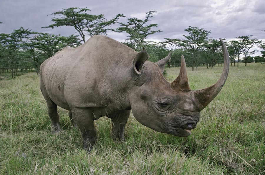 Черные носороги в Кении