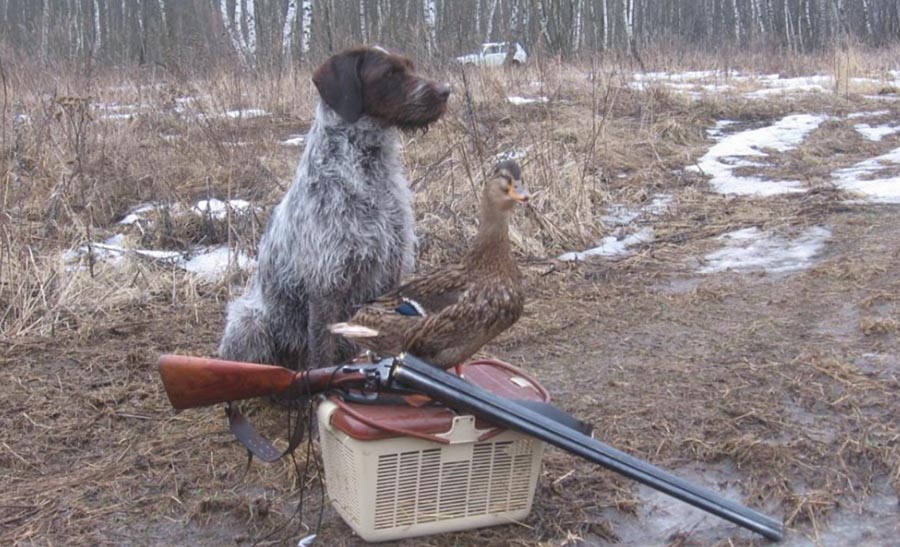 Охотничья собака, ружье, утка