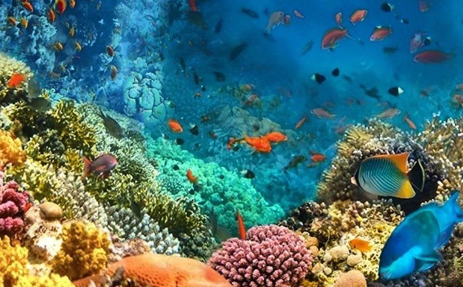 Хургада подводный мир