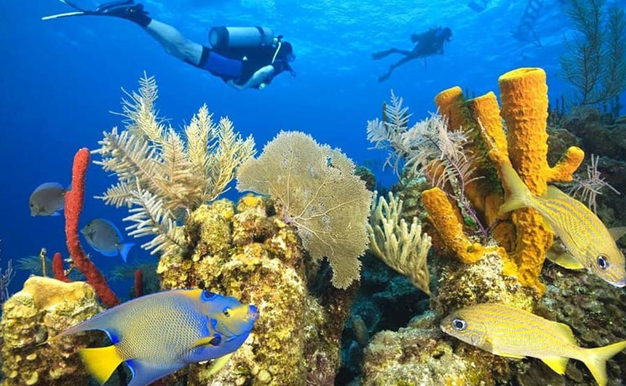 Подводный мир Карибского моря