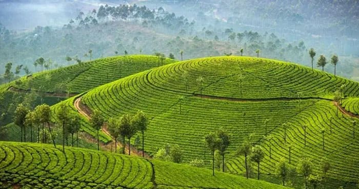Дагомысская чайная плантация