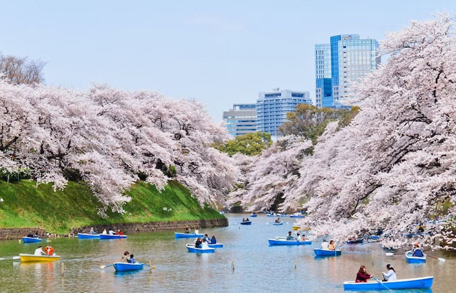 Знаменитое цветение сакуры в Токио весной собирает огромные толпы людей