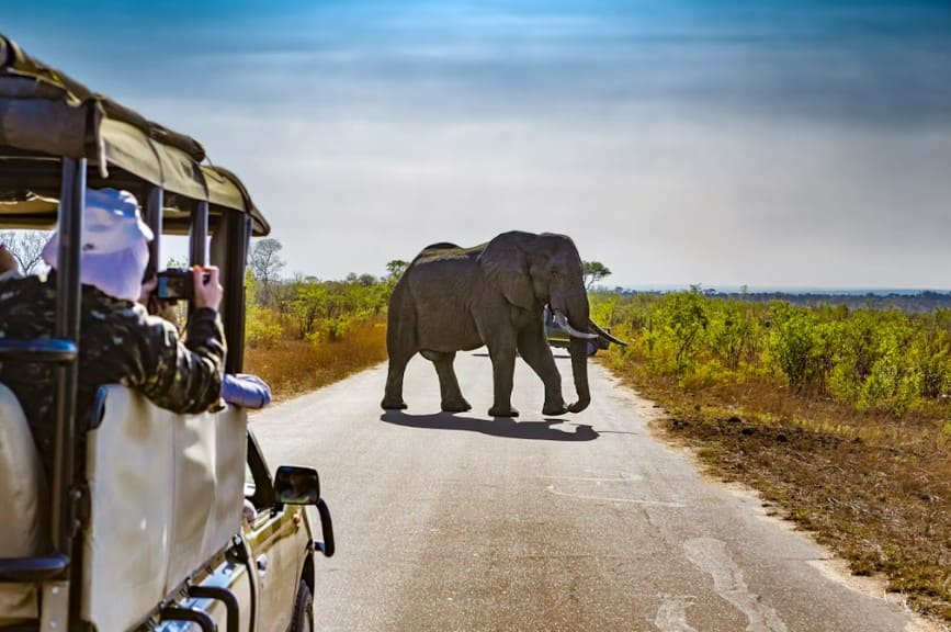 Слоны на параде в национальном парке Крюгера в ЮАР