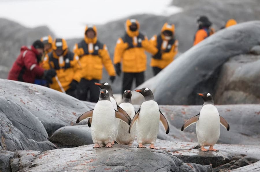 Туристы фотографируют пингвинов на Антарктическом полуострове во время экспедиции
