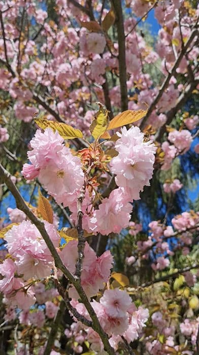 Цветущая розовая Сакура в Сочинском Дендрарии