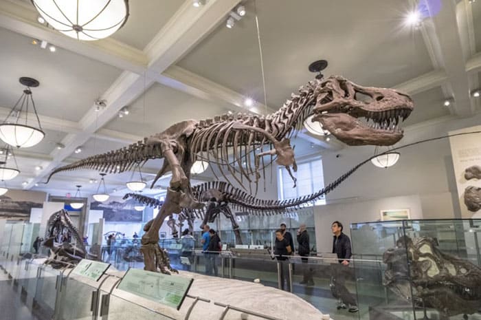 Динозавры рыщут в Американском музее естественной истории