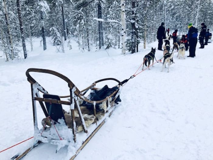 Катание на собачьих упряжках в Финляндии