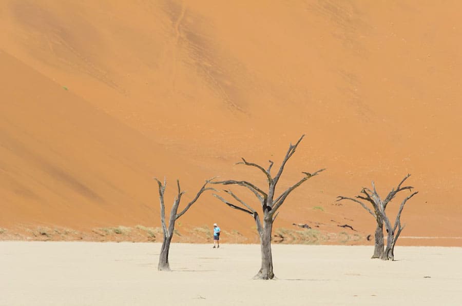 Скелеты деревьев Дедвлея у подножия огромных песчаных дюн в Намибии