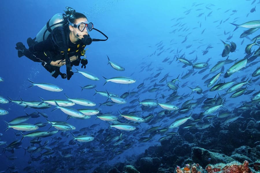 На Мальдивы приезжают аквалангисты со всего мира. Красота!