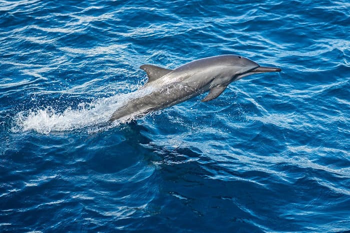 Наблюдение за дельфинами во время круиза на закате — классический опыт Мальдив. Красота!