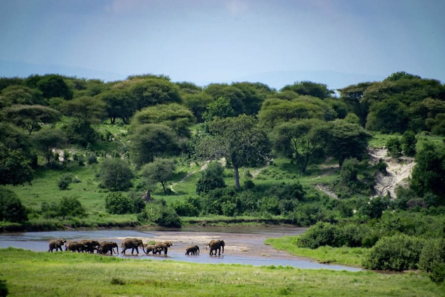 Не возникнет проблем с обнаружением семейств толстокожих в богатом слонами национальном парке Тангарире. Красота!