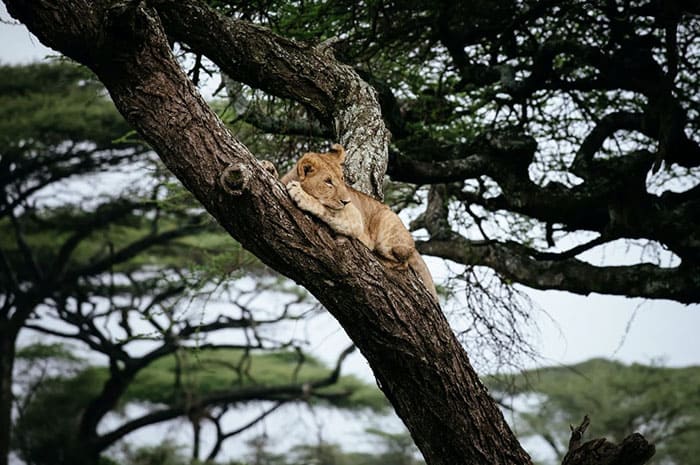 Среди других фотогеничных диких животных обратите внимание на знаменитых лазающих по деревьям львов в национальном парке озера Маньяра. Красота!
