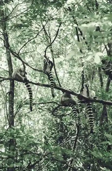 Лемуры в джунглях Мадагаскара