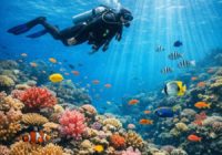 Подводный мир тропического моря